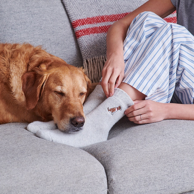 dog-walker-socks-liver-white-springer-spaniel-sweet-william