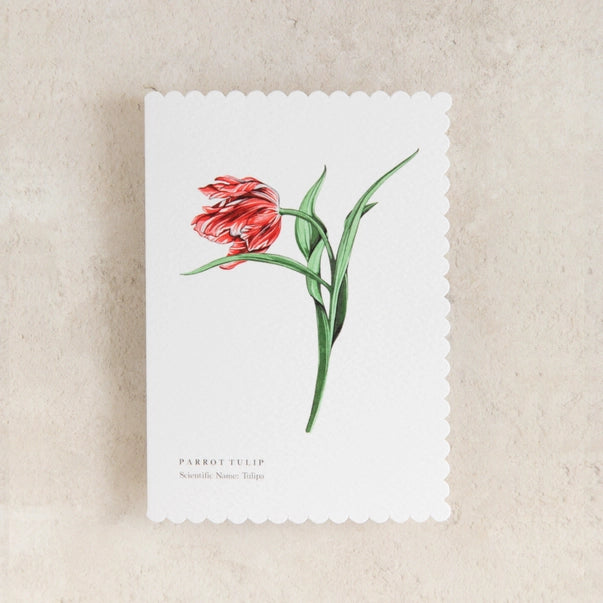 parrot-tulip-greeting-card-sophie-brabbins