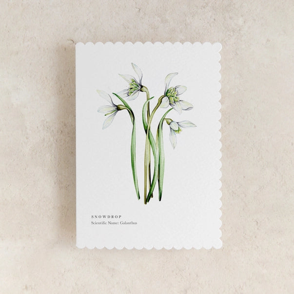 nowdrop-greeting-card-sophie-brabbins