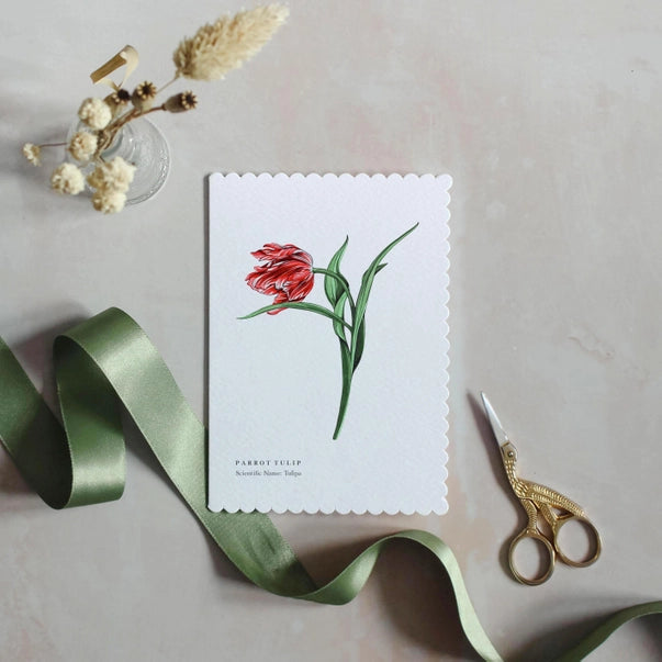 parrot-tulip-greeting-card-sophie-brabbins