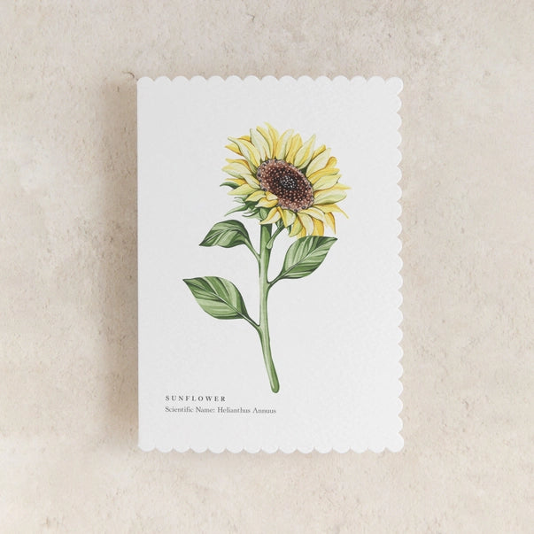 sunflower-greeting-card-sophie-brabbins